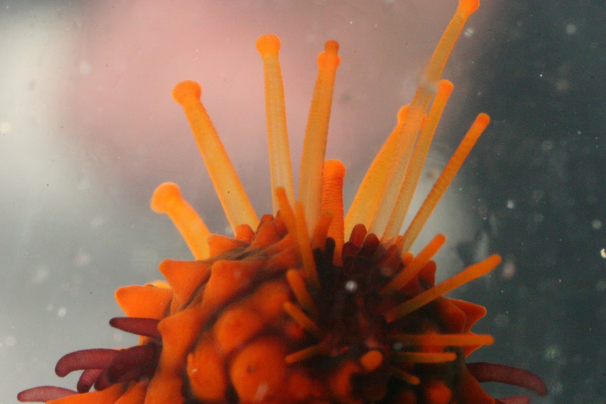 Spiny Sea Star