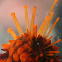 Spiny Sea Star