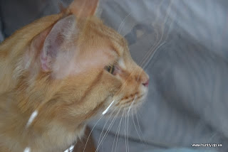 DSC_0855.JPG