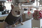 It's really great that Martha decorates the kitchen with trees and ornaments.