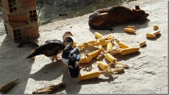 patinhas patinhas