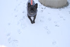 I haven't chased a squirrel in weeks!  Do you think I'll lose my talents?