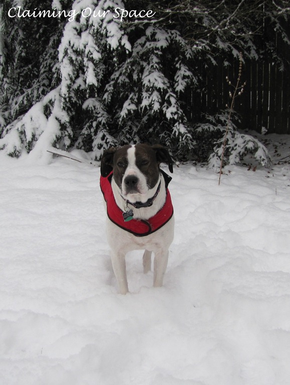 [SnowWillow%255B4%255D.jpg]