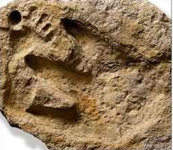 c0 Don't bother me with facts: This photo purportedly shows a human footprint contemporaneous with a dinosaur footprint. It was discovered in 2000 near Glen Rose, Texas. The fossil resides at Carl Baugh's Creation Evidence Museum. 