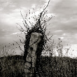 "Hauntingly Still...Calm Before the Storm" - copyright Trasi Kromer