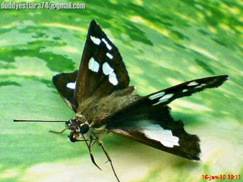 Kupu-kupu skipper 'Grass Demon' (Udaspes folus) yang berhasil aku potret dengan kamera hape Sony Ericsson k800i