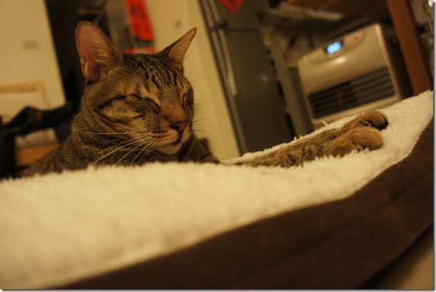 DSC00310 DSC00310