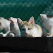 I cuccioli di Katrina.jpg
