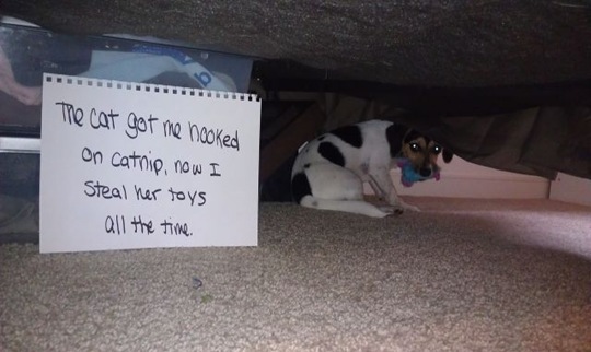 [dog-shaming-bad-8%255B2%255D.jpg]
