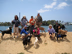 What's a day at the beach without a bunch of rescued pooches and their humans?