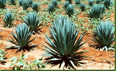 sisal_plant sisal_plant