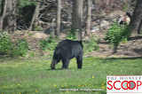 Bear Sighting On Winesap Land In Forshay - DSC_0057.JPG