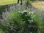 Lavendel