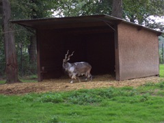 2004.08.27-025 markhor 2004.08.27-025 markhor