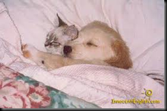 cuddling pets