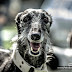 OS GALGO V NOUZI na Žluté plovárně...<br />
Malá Skála, 14.4.2012<br />
foto: (c) Jiří Částka, www.FotoBanka.net