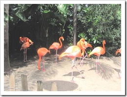 Florida vacation Sea world flamingos4