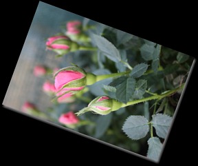 IMG_5768 IMG_5768