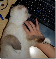catcomputer7