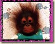 monkey hair