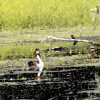 IMG_5825-MOTION.gif