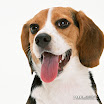 1024-beagle-5.jpg