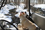 Franny, during your 30 days in the crate, the streams have frozen and thawed a few times.  The temperatures have fluctuated so much this winter.  Today feels quite balmy.