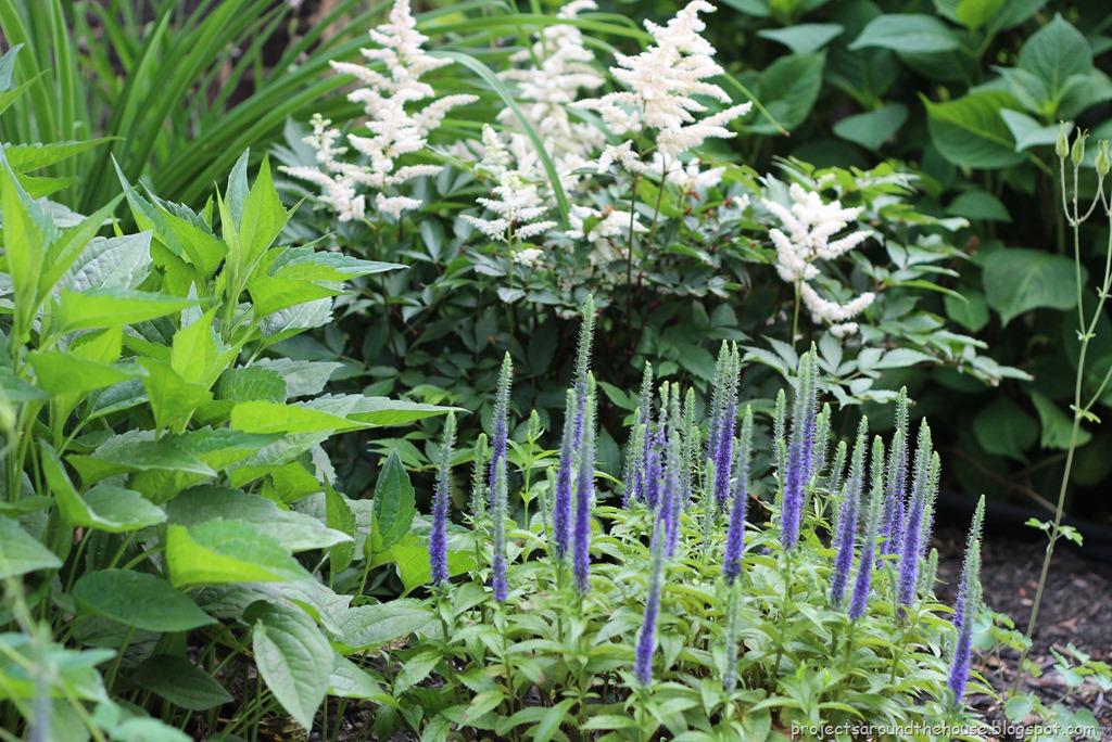 [astilibe%2520veronica%2520royal%2520candles%255B3%255D.jpg]