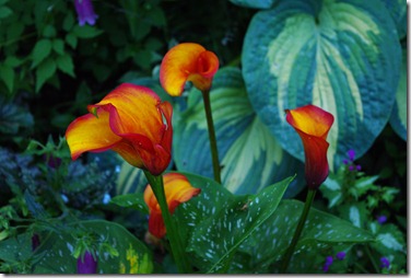 IMGP1790 IMGP1790