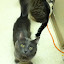 cats_reneseme_2011_06_10_07.jpg