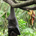 Bat at Singapore Zoo