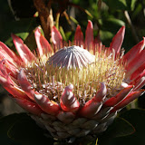 King Protea