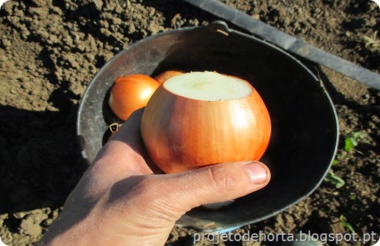 plantar cebola semente