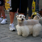 Pet Express Doggie Run 2012 Philippines. Jpg (240).JPG