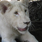 lion20.jpg