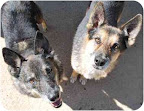 Roscoe and Boscoe (Memphis) are brothers who were rescued from a sad situation in which they never had space to run around, grass to walk on or even natural light to absorb. They have since developed beautifully and are full of warmth. They have not given up hope, though, of one day finding a happy home together to call their own! Roscoe and Boscoe (Memphis) are brothers who were rescued from a sad situation in which they never had space to run around, grass to walk on or even natural light to absorb. They have since developed beautifully and are full of warmth. They have not given up hope, though, of one day finding a happy home together to call their own!