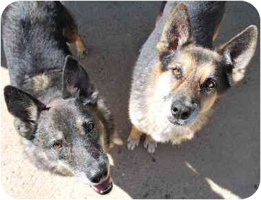 Roscoe and Boscoe (Memphis) are brothers who were rescued from a sad situation in which they never had space to run around, grass to walk on or even natural light to absorb. They have since developed beautifully and are full of warmth. They have not given up hope, though, of one day finding a happy home together to call their own! Roscoe and Boscoe (Memphis) are brothers who were rescued from a sad situation in which they never had space to run around, grass to walk on or even natural light to absorb. They have since developed beautifully and are full of warmth. They have not given up hope, though, of one day finding a happy home together to call their own!