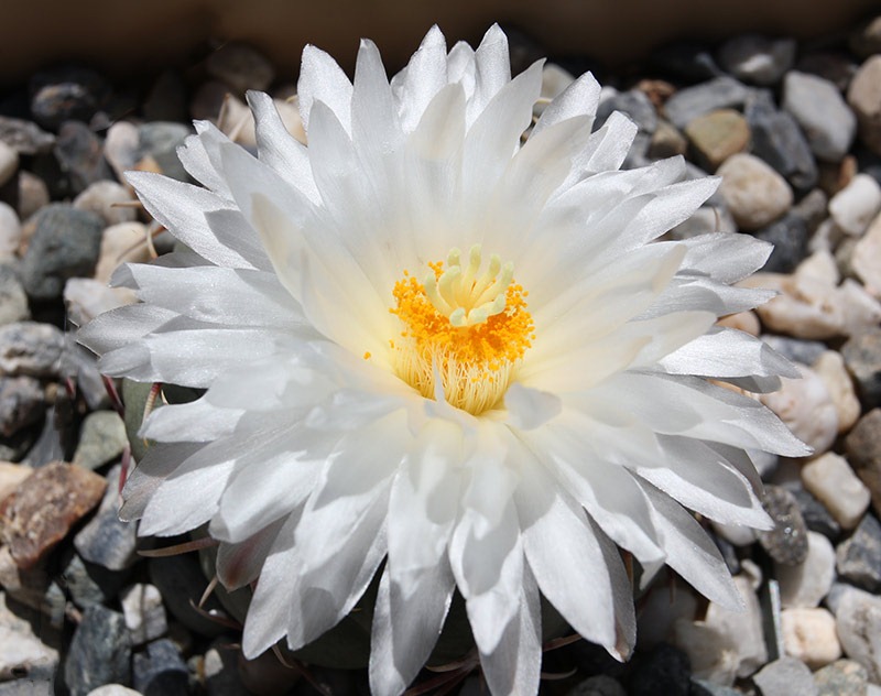 [110506_Thelocactus-hexaedrophorus_16%255B3%255D.jpg]