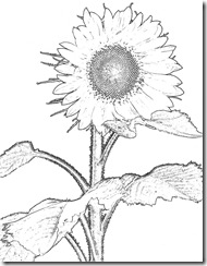 Sunflower3