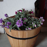 MES FLORA.jpg MES FLORA.jpg