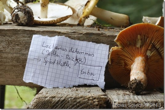 Fichtenreizker Lactarius deterrimus