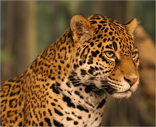 Animal-Jaguar-HD-Wallpapers-Free