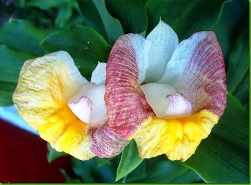 Costus lucanusianus