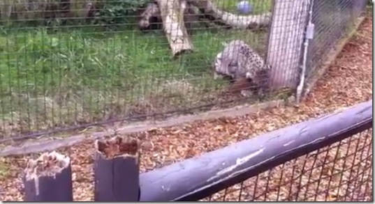 leopard-attacks-squirrel-no