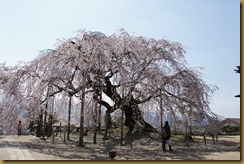麻績神社舞台桜DSC06021