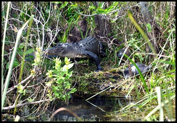 12b - Entrance Road - Alligator and Turtles