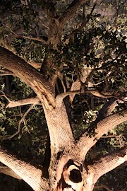 IMG_0917.JPG