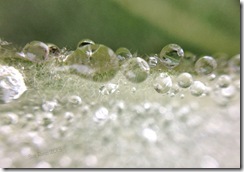Sue Reno, Boyd Big Tree Preserve, Mullien Leaf, macro, raindrops SueReno_BoydBigTreePreserve_MullienLeaf