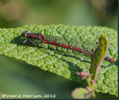 large-red-damselfly-2 (3)