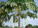 Female Paw-Paw tree in flower